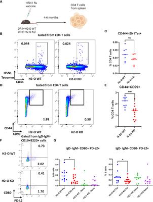 Proper development of long-lived memory CD4 T cells requires HLA-DO function